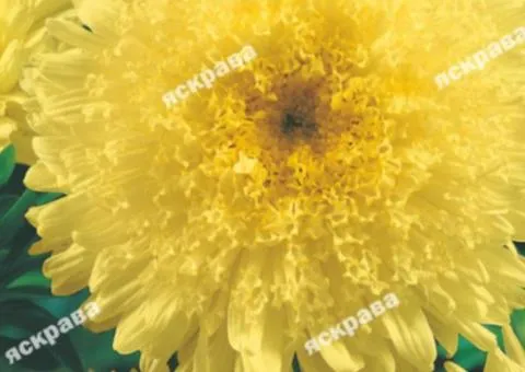 Aster Princess Alexandra 0.3 g, Flower Seeds, 20 pcs.