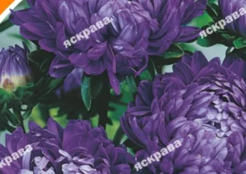 Dwarf Aster Milady Dunkelblau 0.3 g, Flower Seeds, 20 pcs