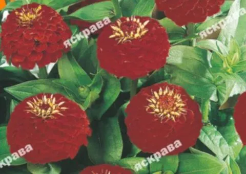 Zinnia double Cherry King 0.5 g, Flower seeds, 20 pcs.