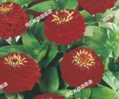 Zinnia double Cherry King 0.5 g, Flower seeds, 20 pcs.