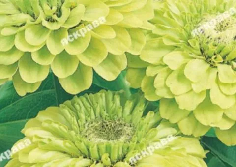 Zinnia double Envy 0.5 g, Flower seeds, 20 pcs.