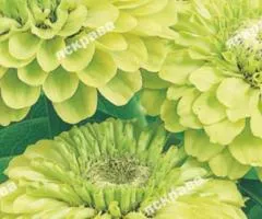 Zinnia double Envy 0.5 g, Flower seeds, 20 pcs.