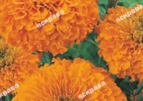 Tall marigolds 'Hawaii' 0.5 g, Flower seeds, 20 pcs