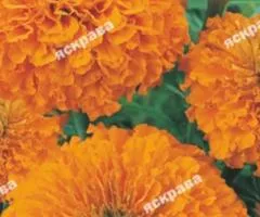 Tall marigolds 'Hawaii' 0.5 g, Flower seeds, 20 pcs