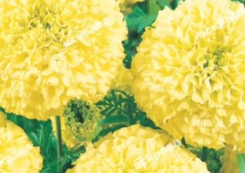 Tall marigolds 'Alaska' 0.5 g, Flower seeds, 20 pcs.
