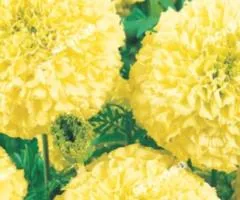 Tall marigolds 'Alaska' 0.5 g, Flower seeds, 20 pcs.
