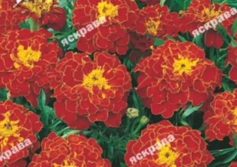 Low marigolds Bolero 0.5 g, Flower seeds, 20 pcs.