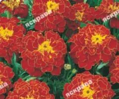 Low marigolds Bolero 0.5 g, Flower seeds, 20 pcs.