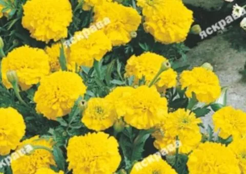 Marigolds dwarf 'Honey Moon' 0.5 g, Flower seeds, 20 pcs.