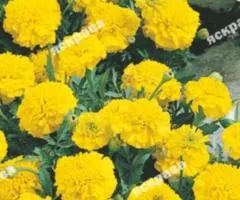 Marigolds dwarf 'Honey Moon' 0.5 g, Flower seeds, 20 pcs.