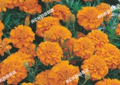 Low marigolds 'Full Moon' 0.5 g, Flower seeds, 20 pcs