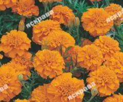 Low marigolds 'Full Moon' 0.5 g, Flower seeds, 20 pcs