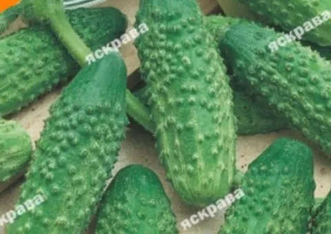 Cucumber Zhuravlyonok F1 0.5 g, Vegetable Seeds, 20 pcs.