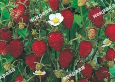 Strawberry Baron Sulemacher 0.1, Vegetable seeds, 20 pcs.