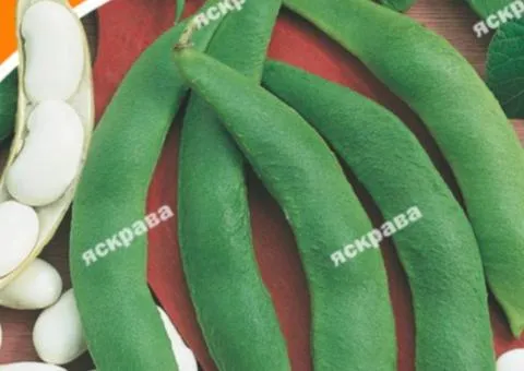 Фасоль стручковая Файний Ясь 30 г, Семена овощей, 10 шт.