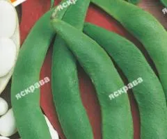 Квасоля кущова Файний Ясь 30 г, Насіння овочів, 10 шт.