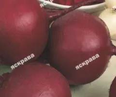 Свекла столовая Деликатесная 20 г, Семена овощей, 10 шт.