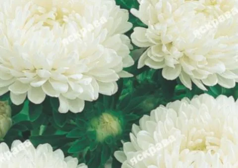 Dwarf aster 'Snihok' 0.3 g, Flower seeds, 20 pcs.
