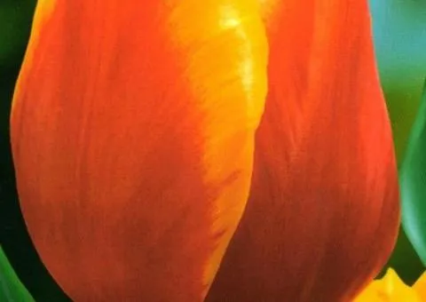 Tulip Triumph Kees Nellis 10/11, Bulbs and corms, 30 pcs.