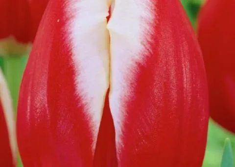 Tulip Triumph Leen van der Mark 10/11, Bulbs and Corms, 30 pcs.
