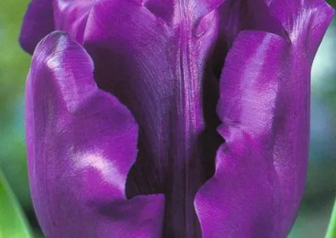 Tulip Triumph Negrita 10/11, Bulbs and corms, 30 pcs.