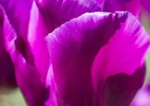 Tulip Triumph Passionale 10/11, Bulbs and corms, 30 pcs.