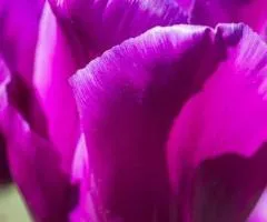 Tulip Triumph Passionale 10/11, Bulbs and corms, 30 pcs.