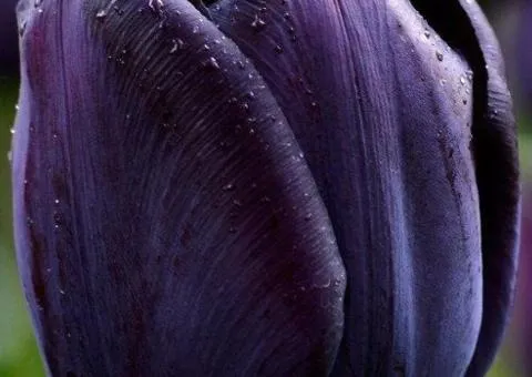Tulip Triumph Queen of Night 10/11, Bulbs and Onions, 30 pcs.