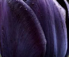 Tulip Triumph Queen of Night 10/11, Bulbs and Onions, 30 pcs.