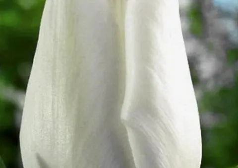 Tulip Triumph White Dream 10/11, Bulbs and corms, 30 pcs.
