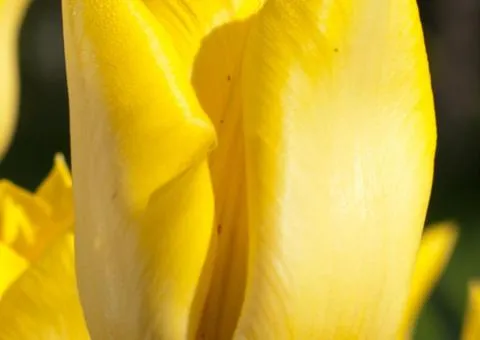 Tulip Triumph Yokohama 10/11, Bulbs and Tubers, 30 pcs
