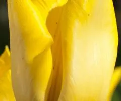 Tulip Triumph Yokohama 10/11, Bulbs and Tubers, 30 pcs