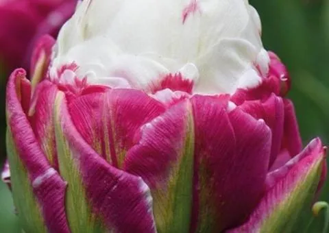 Double Tulip Ice Cream 11/12, Bulbs and Onions, 20 pcs