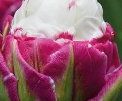 Double Tulip Ice Cream 11/12, Bulbs and Onions, 20 pcs