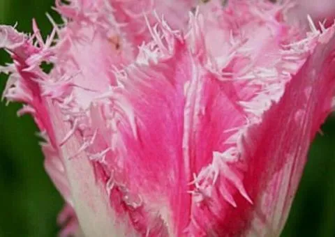 Tulip Fringed Dallas 10/11, Bulbs and Bulbs, 30 pcs