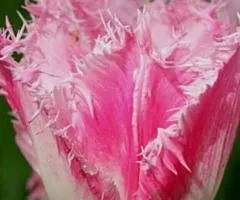 Tulip Fringed Dallas 10/11, Bulbs and Bulbs, 30 pcs
