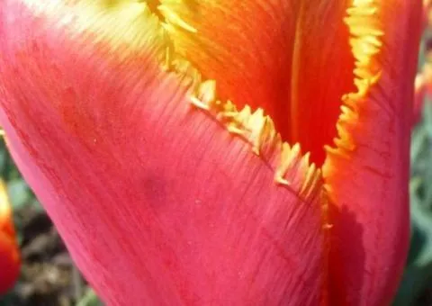 Tulip Fringed Palmares 10/11, Bulbs and Corms, 30 pcs