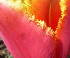 Tulip Fringed Palmares 10/11, Bulbs and Corms, 30 pcs