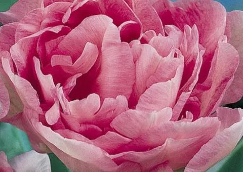 Tulip Double Angelique 10/11, Bulbs and Corms, 30 pcs.