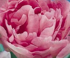 Tulip Double Angelique 10/11, Bulbs and Corms, 30 pcs.