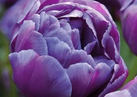 Tulip Double Blue Diamond 10/11, Bulbs and Corms, 30 pcs.