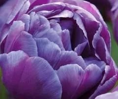 Tulip Double Blue Diamond 10/11, Bulbs and Corms, 30 pcs.