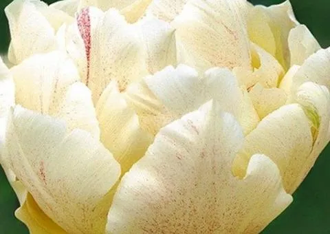 Tulip Double Montreux 10/11, Bulbs and corms, 30 pcs.