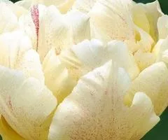 Tulip Double Montreux 10/11, Bulbs and corms, 30 pcs.
