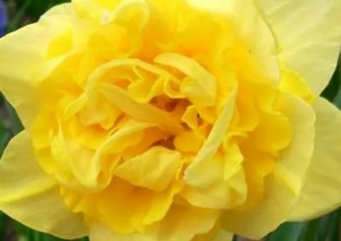 Double daffodil Dick Wilden 10/12, Bulbs and corms, 3 pcs.