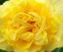 Double daffodil Dick Wilden 10/12, Bulbs and corms, 3 pcs.