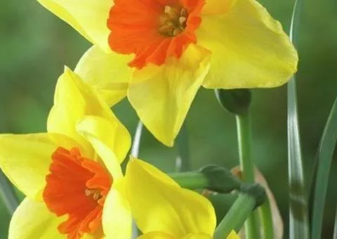 Narcissus multiflorus Suzy 10/12, Bulbs and corms, 3 pcs.