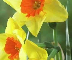 Narcissus multiflorus Suzy 10/12, Bulbs and corms, 3 pcs.