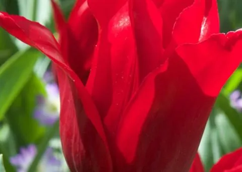 Tulip Lily-flowered Pretty Woman 10/11, Bulbs and Tubers, 30 pcs.
