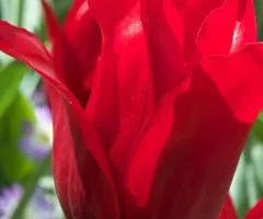 Tulip Lily-flowered Pretty Woman 10/11, Bulbs and Tubers, 30 pcs.